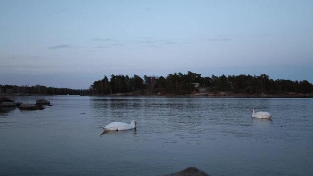 Two swans diving underwater for food on lake surface natural feeding action wildlife behavior dynamic water movement scene