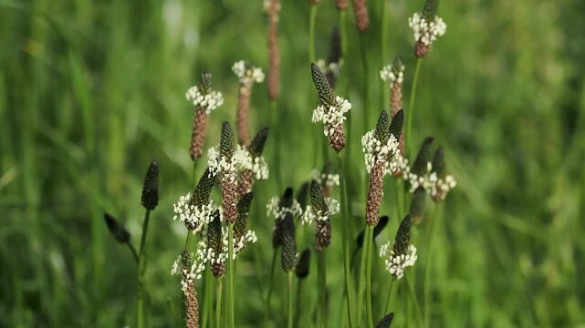 野原に咲いたヘラオオバコの花