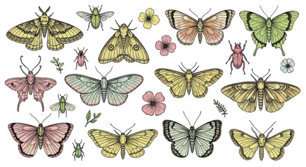 Collection of colorful butterflies and moths with small flowers and insects. © Nabih