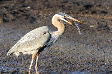 Fototapeta premium Great blue heron, Ardea herodias, catching and eating a fish during golden hour in Spring
