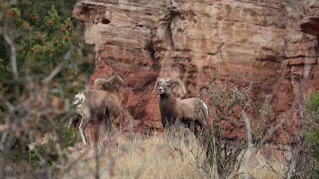 Bighorn Rams fighting  During Rut &ndash; Garden of the Gods