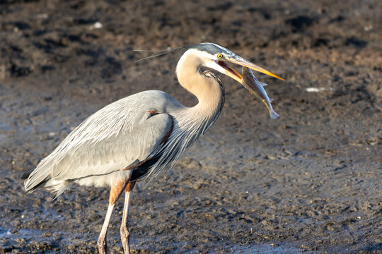 Great blue heron, Ardea herodias, catching and eating a fish during golden hour in Spring