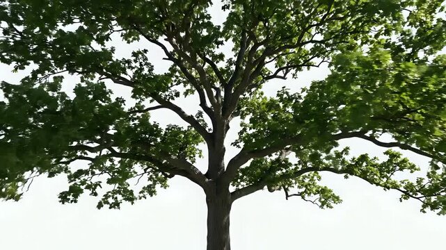 Majestic Oak Tree Isolated on White Background Full Shot.