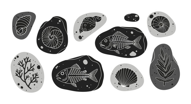 Collection of ancient fossils embedded in stone.