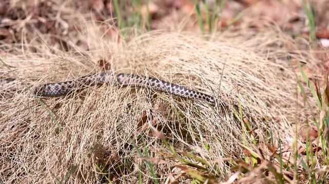 Male European adder Vipera berus crawling on wood in natural habitat exploring surroundings closeup wildlife