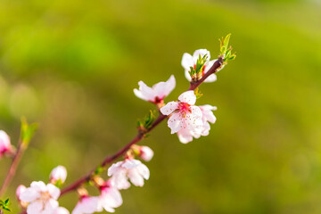 Obraz premium Peach trees blossom in spring