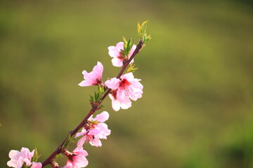 Obraz premium Peach trees blossom in spring