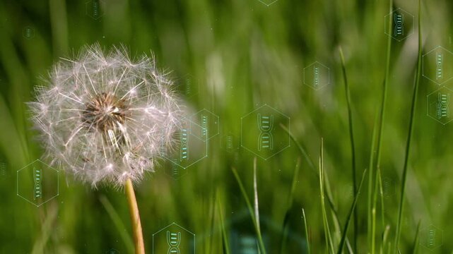 HUD surge and breeze starting seedhead losing seeds while hexagons sliding,fading showing DNA
