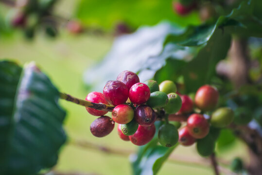 Coffee tree red green bean coffee bean green leaf bush. Red seed coffee bean robusta arabica ripe harvest farm garden. Berry plant fresh seed outdoor agriculture cultivated farmer