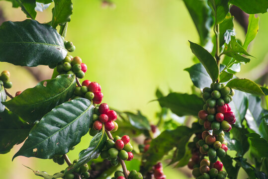 Red seed coffee bean green leaf robusta. Coffee tree red green bean Ripe Red berries plant fresh seed tree growth in green eco farm