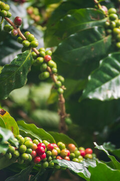Vertical Coffee tree red green bean ripe seed robusta arabica berry harvest coffee garden. Fresh green coffee bean. Vertical Close up hands harvest red seed basket robusta arabica plant farm outdoor
