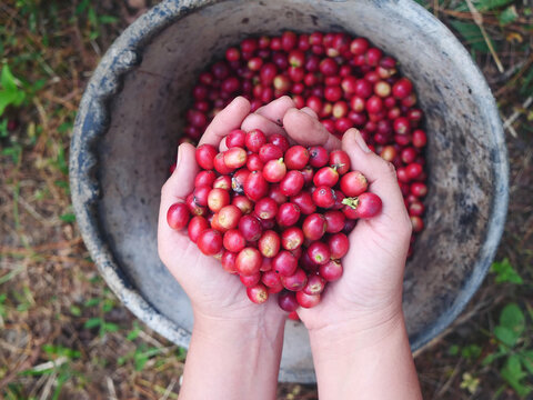 Close up hands harvest red seed in basket robusta arabica plant farm. Coffee plant farm woman Hands harvest raw coffee beans. Ripe red seed in basket robusta arabica plant tropical farm.
