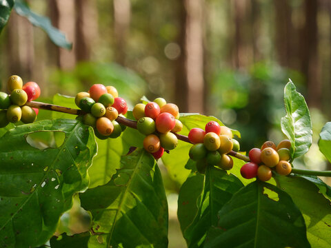 Red ripe coffee bean in Coffee plant farm. Coffee bean tree copy space. Close up fresh red bean seed tree growth in green organic farm outdoor