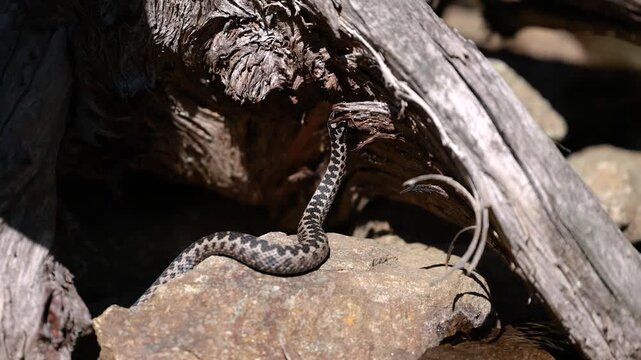 Male European adder Vipera berus crawling on wood in natural habitat exploring surroundings closeup wildlife
