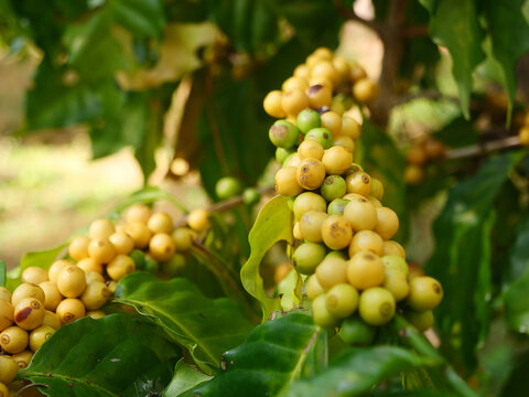 Close up yellow ripe seed berries harvest arabica coffee garden. Man Hands harvest coffee bean ripe yellow berries plant fresh seed coffee tree growth in green eco organic farm. Tropical berry fruit
