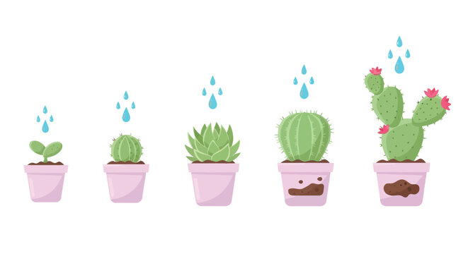 Cactus growth stages with watering process Vector