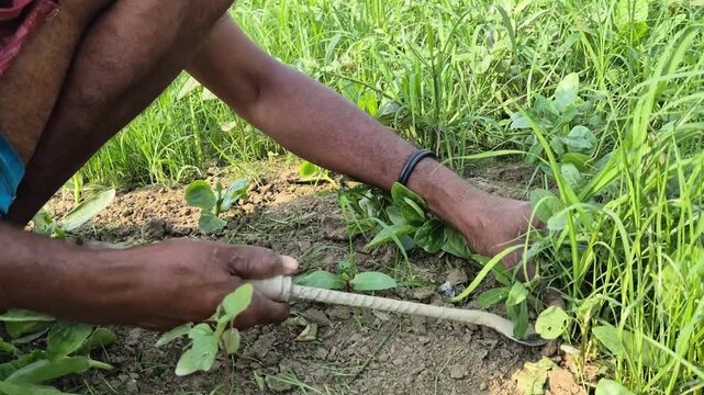 Farmer Weeding Malabar Spinach Field Using Manual Agricultural Tool