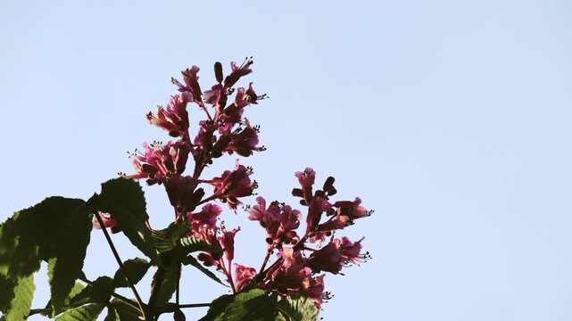 Tokyo,Japan - April 28, 2026: Closeup of red Horse-chestnut flowers on blue sky background