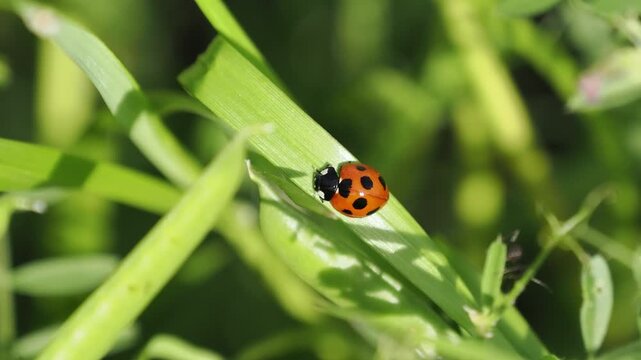 野原の草に止まるテントウ虫