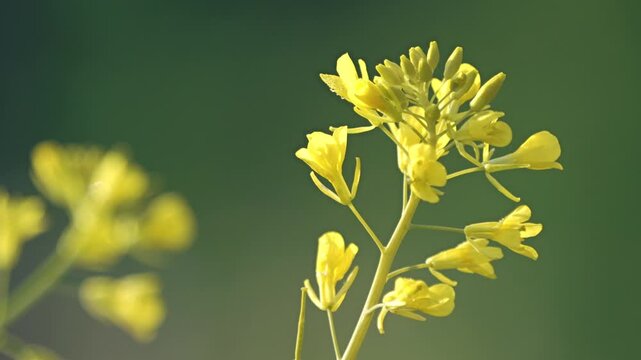 Tokyo,Japan - April 28, 2026: Closeup of yellow canola flower or rapeseed Blossom
