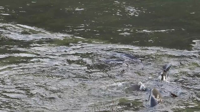 繁殖活動をする鯉の群れ