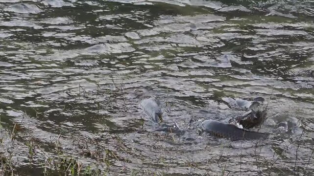 繁殖活動をする鯉の群れ