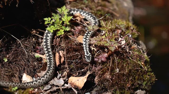 Male European adder Vipera berus crawling on wood in natural habitat exploring surroundings closeup wildlife