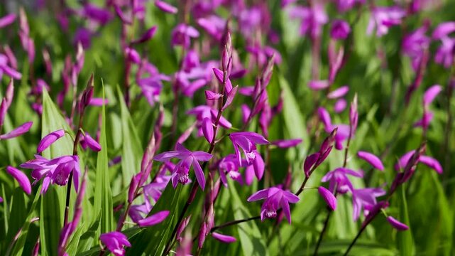 花壇に咲いたシランの花