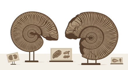 Two Large Ammonite Fossils Displayed in Museum, Ancient Marine Life © Pemancing