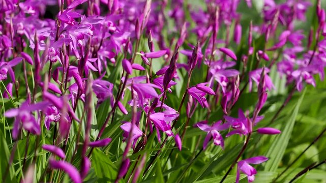 花壇に咲いたシランの花