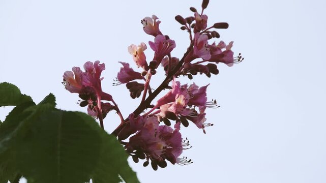 Tokyo,Japan - April 28, 2026: Closeup of red Horse-chestnut flowers on blue sky background