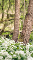 Fototapeta premium Bluebells and Wild Garlic, Blue Bell Woods, Morpeth, Northumberland Spring 2025