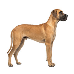 Obraz premium Great Dane dog standing in profile isolated on white background