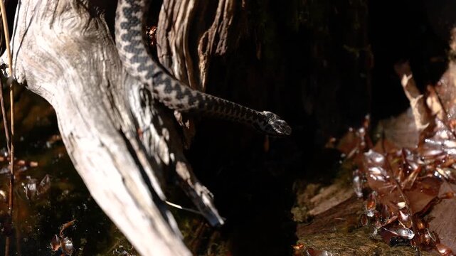 Male European adder Vipera berus crawling on wood in natural habitat exploring surroundings closeup wildlife