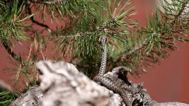 Male European adder Vipera berus crawling on wood in natural habitat exploring surroundings closeup wildlife