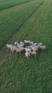 Vertical screen Aerial Intimate Woolly Sheep Cluster Close, Drone Lowers For Detailed Study Of Wool Texture And Rounded Bodies Huddled On Wet Grass, Shallow Composition Ideal For Textile