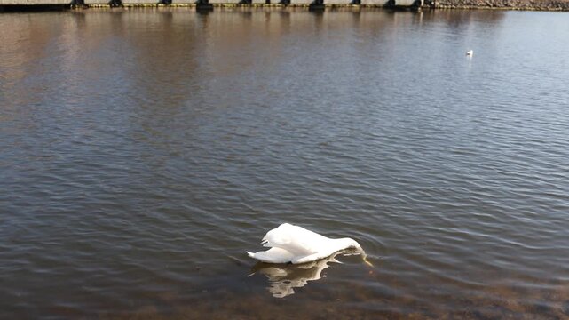 Swan dipping head underwater searching for food on calm lake surface natural bird feeding behavior peaceful wildlife scene gentle water movement outdoor nature atmosphere