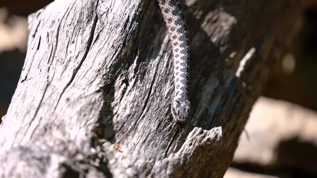 Male European adder Vipera berus crawling on wood in natural habitat exploring surroundings closeup wildlife