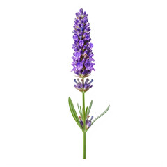 Obraz premium A single stem of fragrant purple lavender flower showing detailed petals and green foliage leaves isolated on transparent background