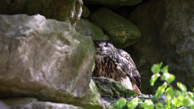 Eurasian eagle owl resting between natural rocks and stone wall in shaded woodland habitat