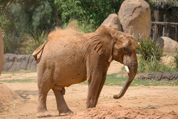 Naklejka premium Elephant Valley at the Safari Park