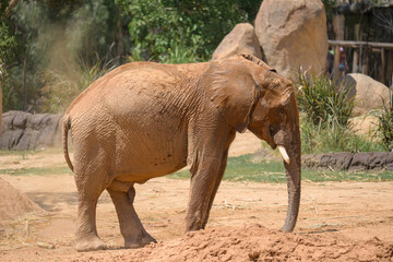 Fototapeta premium Elephant Valley at the Safari Park
