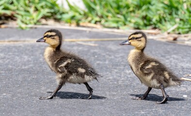 Obraz premium Two little mallard ducklings