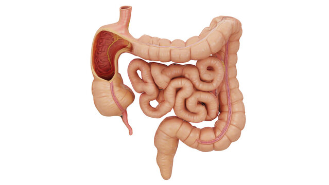 3d rendering human intestine 