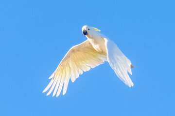 Sulphur-crested Cockatoo set against the morning blue sky © Merrillie