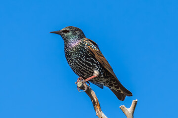 Fototapeta premium Common Starlings perched on a tree branch