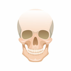Fototapeta premium Anatomical Human Skull Frontal View With Detail Dental Structure And Empty Eye Sockets