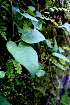 The sembukan leaf, fart leaf or paederia foetida has green, heart shaped leaves that grow abundantly climbing the walls of an old building