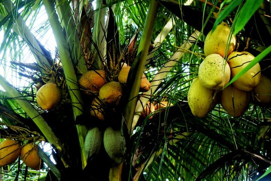 The yellow coconut plants or cocos nucifera with malayan yellow dwarf variety which appear to be bearing fruit abundantly and ready to be harvested