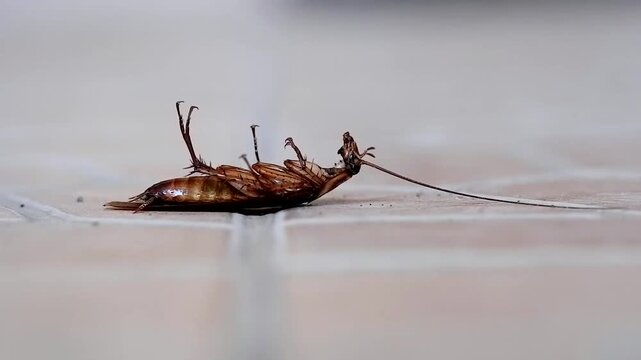 A dying reddish-brown cockroach lies upside down on light tiled flooring, showcasing its body, legs, and long antenna, representing a common household pest